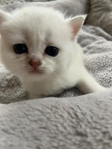 Золотая шиншилла — 1