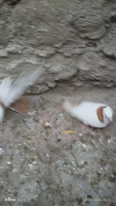 ev qus: Məhsul: Ev göyərçinləri kolleksiyası HƏR NOVDƏ GÖYƏRÇIN VAR — 3