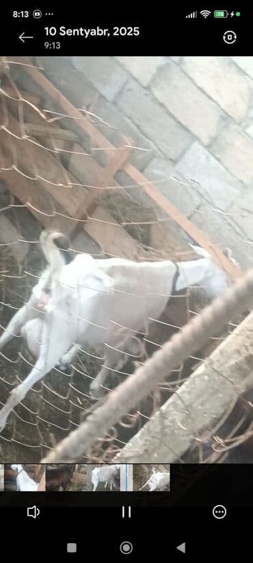 Məhsul: Südlük keçilər Təsvir: - Şəkillərdə bir neçə baş keçi