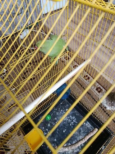 iran qusu: Ojirella hazir mayadi 2 yawdan yuxaridi qiymet 160 manat isdiyen — 5