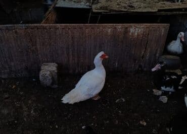 lal ordəklərin satışı: Erkək, | Lal ördək, Ətlik, Ünvandan götürmə — 1