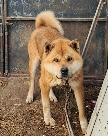 itlərin təlimi: Retriever, Erkek — 1