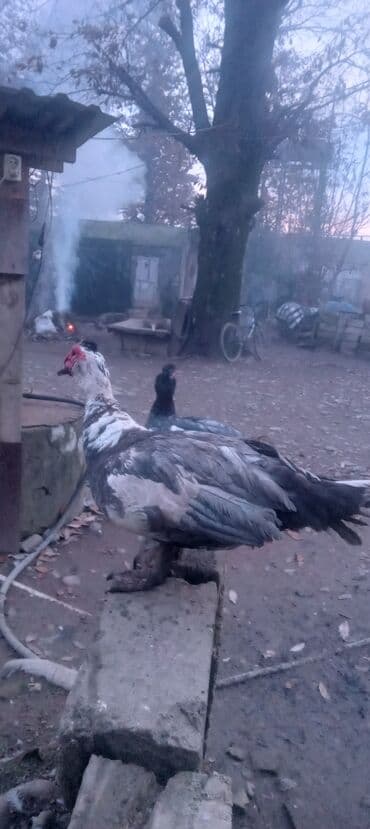 cuceye verilen adlar: Muscovy ördəkləri (Indoutka) – təsərrüfat üçün çox məhsuldar, sakit və — 4