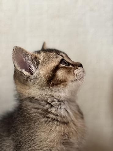 Şinşilla, Erkək, Dişi, Yaxşı əllərə