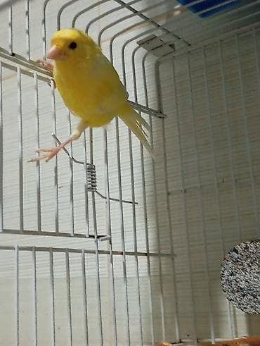 ev pişiy: Bülbül 3 ayliq ərkək oxuyur bala quş kimi yanvarin 2 si yumurtadan — 5