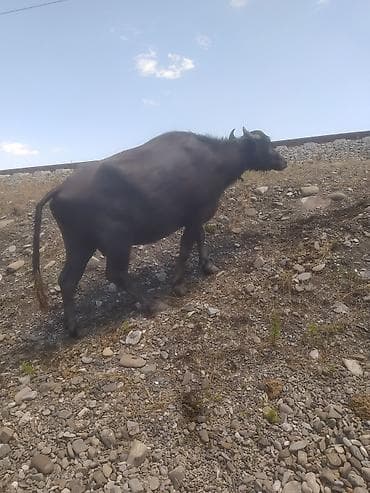 bala keci: Yaxşı heyvandi 3 balayadi 10 günə balası olacaq hündür və yarasiqlidi — 4