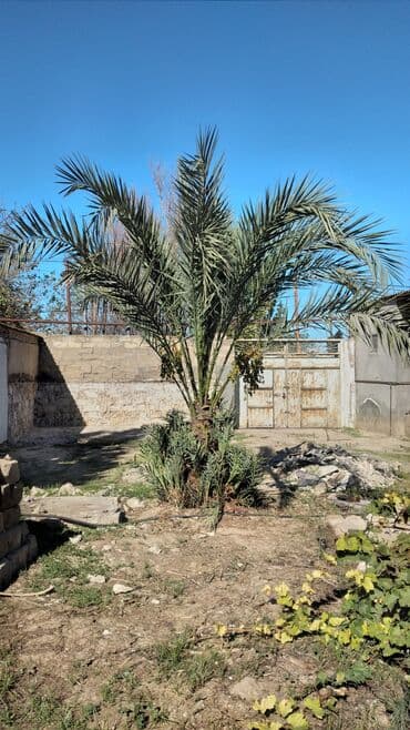 banan agaci: Xurma palmı həyət və bağ üçün dekorativ və məhsuldar ağac. Şəkillərdə — 1