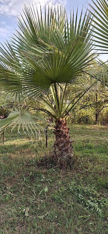 devedabani bitkisi: Washingtonia robusta (Meksika xurma palmisi) – açıq havada əkiləcək — 4