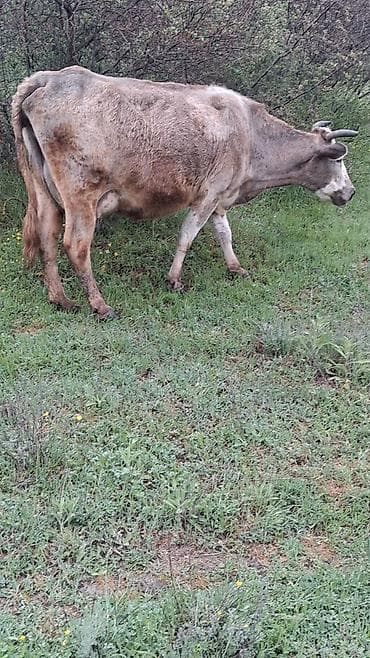 inekler ucar: Dişi, il: 9, Südlük, Ünvandan götürmə — 5