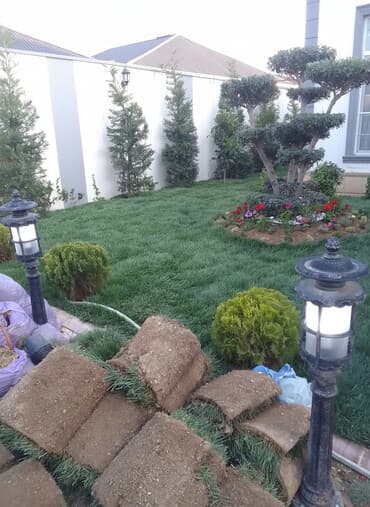 beryoza ağacı azerbaycan dilinde: Qazon satışı enli yarpaq danimarka toxumuyla əkilmə qazon satışını — 1