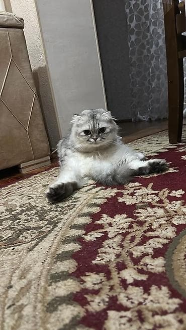 lalafo pisik: Britan yastı qulaq, Dişi, Yaxşı əllərə, Ödənişli çatdırılma — 2