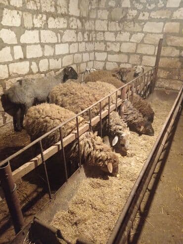 qoyun qoc: Salam quzu satiram diri çəkisi 9.5 3-ayin bordağidi isdiyən buyurub — 7