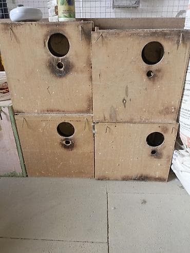 heyvan sekilleri yukle: Folluq gedən yuvalar Obtavoy 2 manatdan(10 ədədə yaxın var) — 1