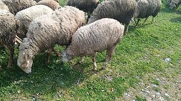 qoyun: Dişi quzu.Qiymət 260 manat.Ünvan Şəki rayonu Kosalı kəndi — 1