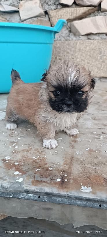 heyvan döşəyi: Pekines, 1 ay, Dişi, Peyvəndli, Pulsuz çatdırılma — 1