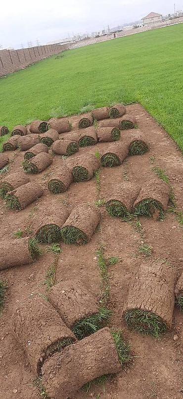 qazon picen: Salam qazon sifarisi catdirilma ve yere serilmesi unvana ve kvadrata — 9