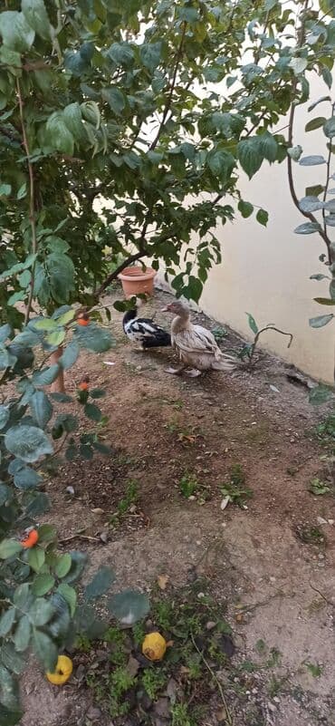 zumrud ordək: Məhsul: Moskovi ördəkləri (iki baş) Xüsusiyyətlər:1 krasnadar erkey — 7