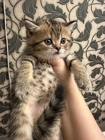 Akvariumlar: Tabbi — 3