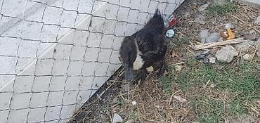 buğa heyvan: Dovsan 5 azn ordek 5 azn. Sulutepe kola yani ikisini alana 8 azn — 5