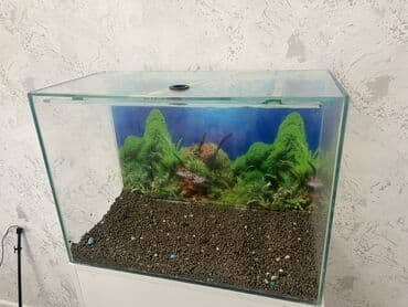 baliq akvarum: Dördbucaq akvarium, Boş, 90 l — 2