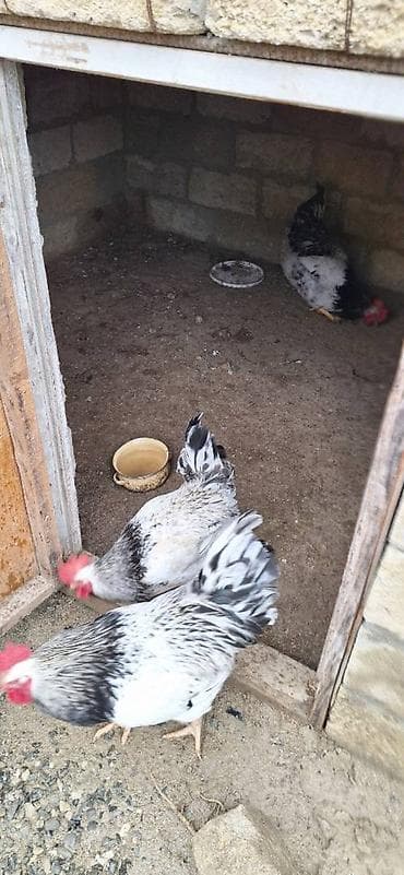 Serebrist xoruz satılır