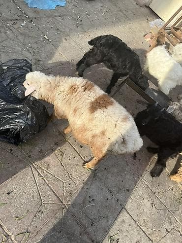 Hinduşkalar: Hələp cinsidə var orjinal saninlərdə var yerri cinslərdə var bir — 5