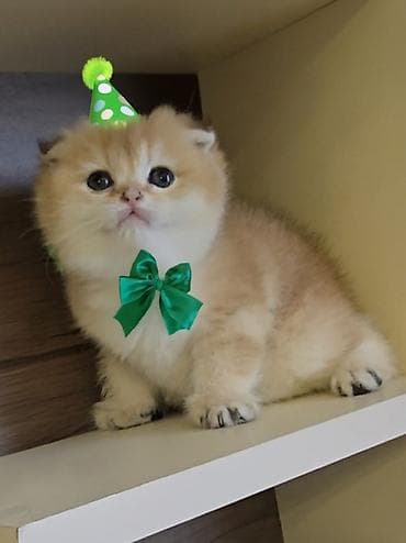 heyvan sahiblənmə: NY12 ERKƏK real alıcı narahat etsin latok tərbiyəsi var korm yeyir — 2