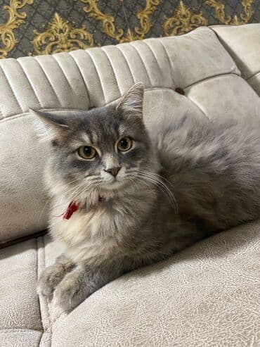 Gəmiricilər: Sibir — 2