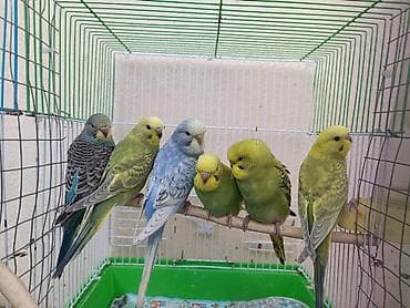 продажа птиц в баку: Axşamınız xeyir. 6 ədəd Valnisti satılır. 3erkek 3 dişi. Hamısı bir — 2
