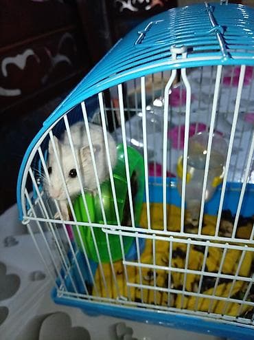 Hamster və qəfəs dəsti Məhsulun tərkibi: - Kiçik ölçülü, taşyanaqlı