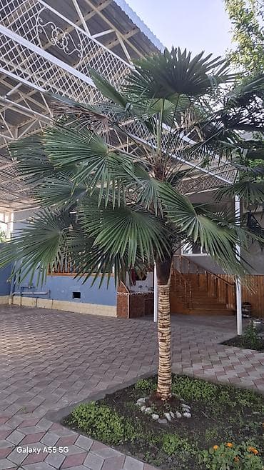 palma gülü: Xurma palmisi (Trachycarpus fortunei) – həyət və bağ üçün dekorativ — 2