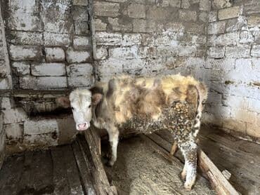 Daraq panellər: Dana, buzov, Dişi, ay: 4, Ətlik — 5