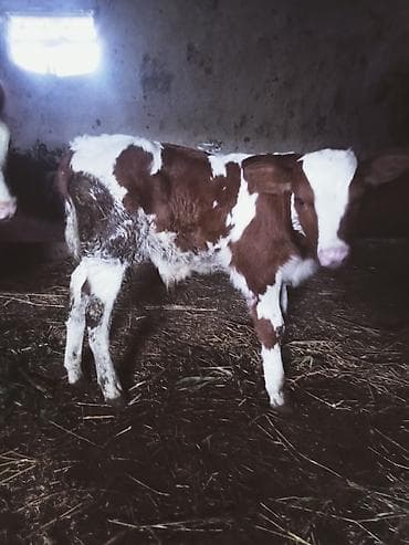 inək satşı: Südünə gəlmiş inək buzovu ilə birlikdə. hevan 3 memedi 4200 deylir — 7