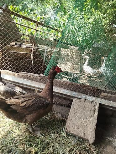 pekin ordək: Qiymən 25 başliyir hamisi cins heyvanlardi, 2 ədəd dişi macar, 1 — 1