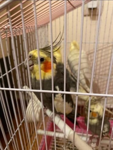 Cute hazir erkek ve disi korellar var hazir cutler var saglam quslardi