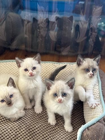 it bala: Balaca pişik balaları – siyal-nöqtəli (colorpoint) görünüşlü, mavi — 2