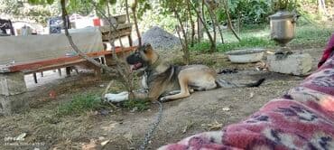 отдам в хорошие руки щенка маленькой породы: 1 год, Самец, С прививками, Самовывоз — 4