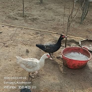 Cücələr: Damazlığ istiyən buyurusun deməy olar ki çoxu yumurtduyur Qiymət lal — 1