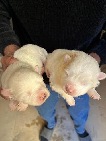 it yemi: Ağ rəngli balaca it balaları - Cins: kiçik ölçülü, qısa/orta tüklü ağ — 2