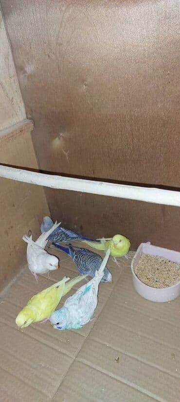 Proton: Tutuquşular Gəncə şəhərindədi, öz quşlarımın balalarıdı. tək tək 10 — 2