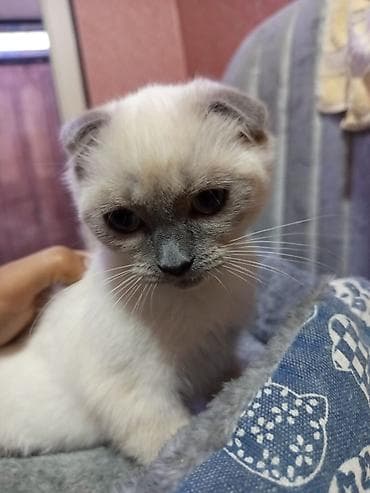 Pişiklər: Britan — 8