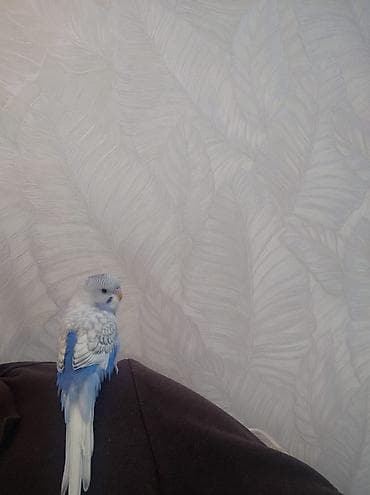 heyvanlar quşlar: 1 yaşlı erkək valnist satılır. 🐦 Çox mehriban, insanlara tam öyrəşmiş — 2