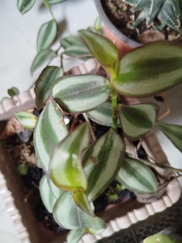 etotu bitkisi: Məhsul: Ev və ofis üçün dekorativ sukulent və kaktus kolleksiyası - — 1