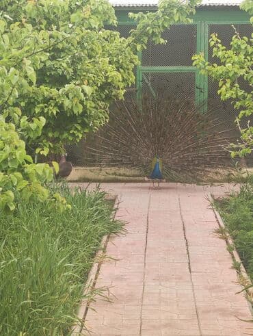 ineklerin satisi: Tovuq quşu satılır 1erlək 1fərə 4illikdilər.tam sağlam.cütü 600m — 7