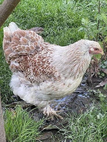 cex qus: Brama splash solmon. Brama cinsi 1 illik fere satılır aprelde — 2