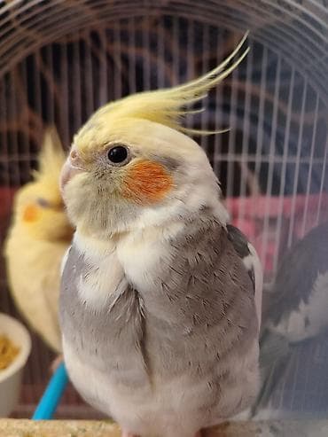 oğlan tutuquşu adları: Korella Qusları Cutdür əl quslaridi evdə bəslənib. Erkək 4/5 söz bilir — 4