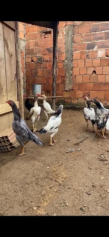 Atlar: Aseel (Asil) tipli uzunboylu döyüş/ətlik xoruz-cücələr qrupu — 7