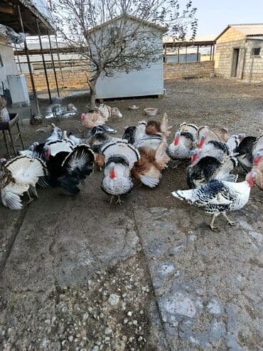 Erkək, Damazlıq lalafo.az -da Erkək, Damazlıq