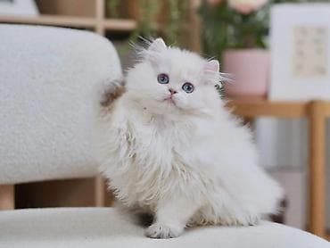 it novleri: Məhsul: Uzun tüklü balaca pişik balaları Təsvir: - Növ: Ev pişiyi — 3