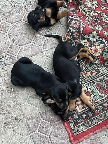 balaca quzu: Doberman, 1 ay — 5